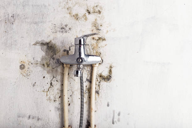 Best Basement Mold Remediation in Brock Hall, MD