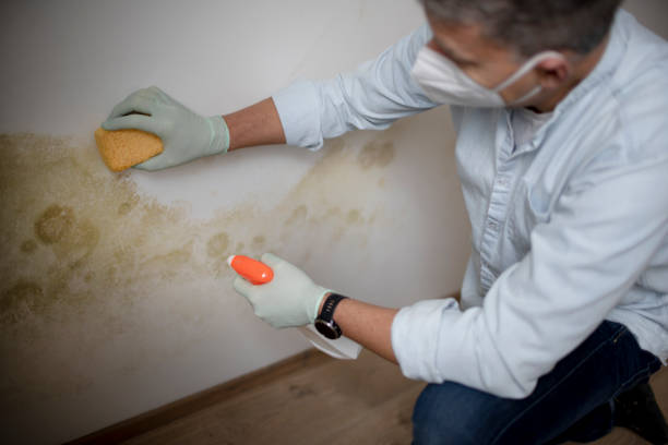 Trusted Brock Hall, MD Mold Remediation Experts